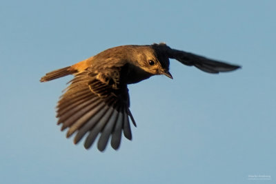 Pied Bush chat (F) 05688