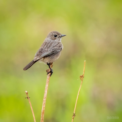 Pied Bush chat (F) 05584