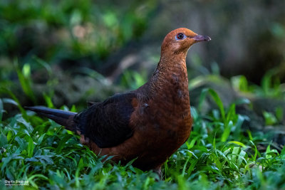 Philippine Cuckoo-dove / Reddish Cuckoo-dove 02456