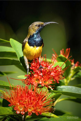 Olive-backed Sunbird (M) 02648