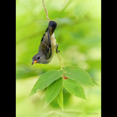 Pygmy Flowerpecker 05118