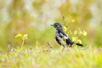 Pied Bush Chat (Sub-adult) 05428