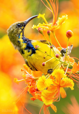 Olive-backed Sunbird (M) 05179