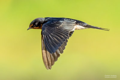 Barn Swallow 00985