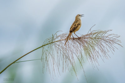 Striated Grassbird 02700