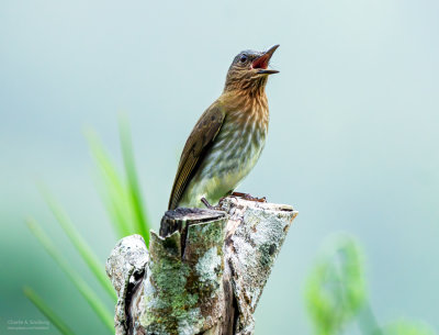 Philippine Bulbul 04779