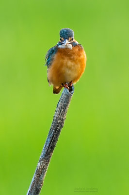 Common kingfisher 03453
