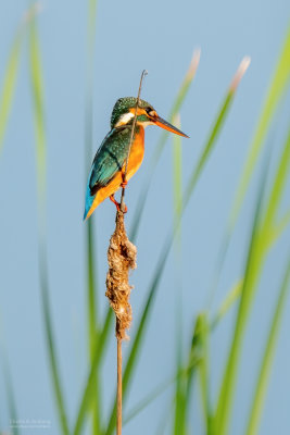 Common kingfisher 03844