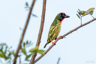 Coppersmith Barbet 04684