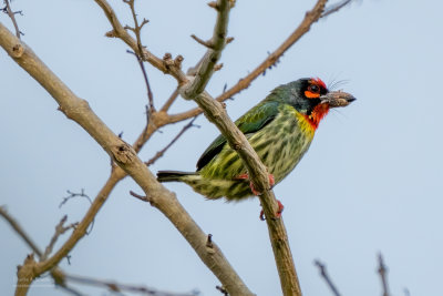 Coppersmith Barbet 04943