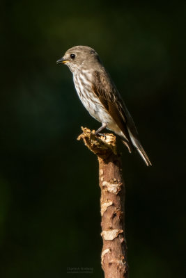 Fantails & Flycatchers