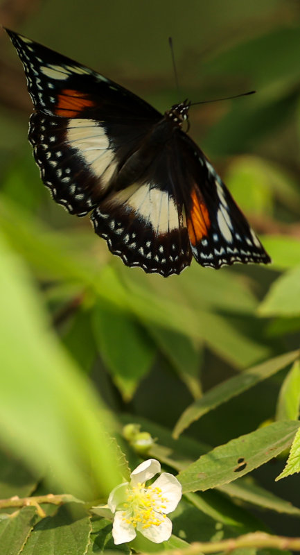 Great Eggfly west Jawa Indonesia April 2022