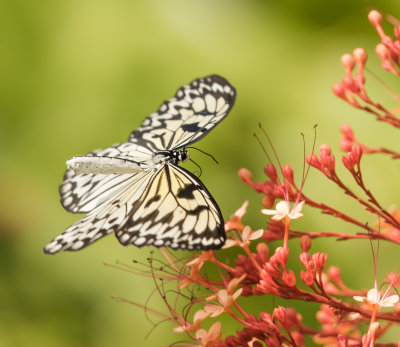 Paper Kite Rice Paper butterfly Idea leuconoe