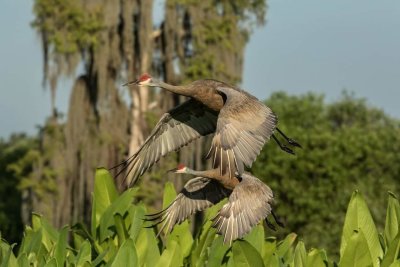 Sand hill crane morning.