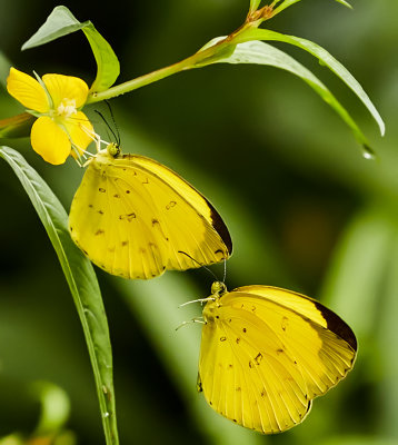 Eurema hecabe, the common grass yellow