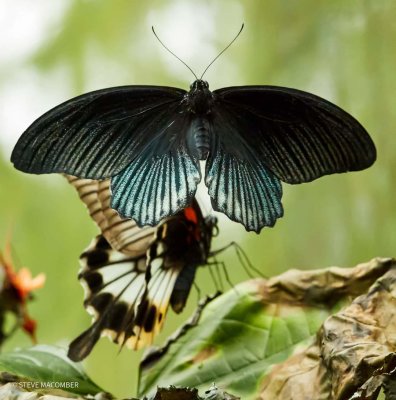  Papilio memnon, the great Mormon