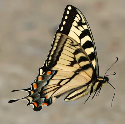 BUTTERFLIES IN FLIGHT