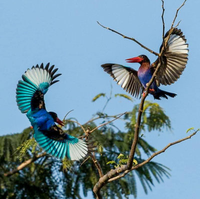 Indonesia; birds in flight