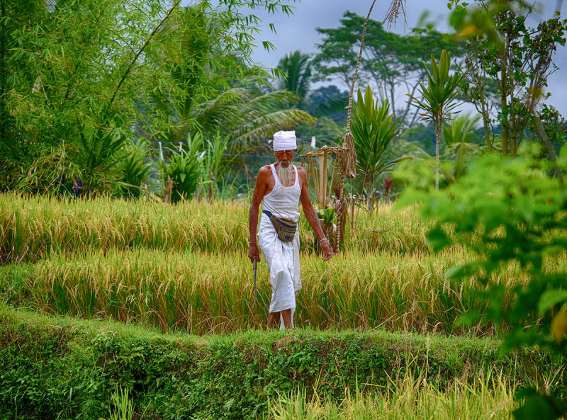 Rice Farmer