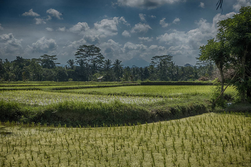 Ubud Landscape.