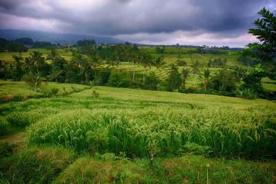 Jatiluwih