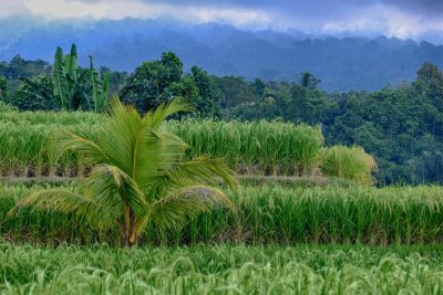 Jatiluwih Rice Terraces