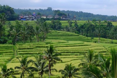 Jatiluwih Rice Terraces