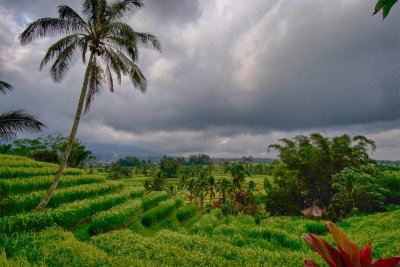 Jatiluwih Rice Terraces
