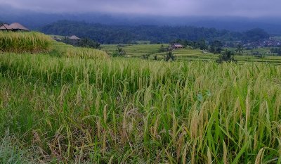 Jatiluwih Rice Terraces