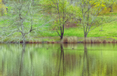 Mt Lofty Botanic Gardens