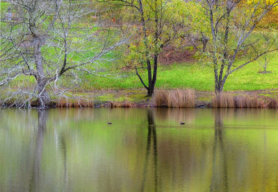 Mt Lofty Botanic Gardens