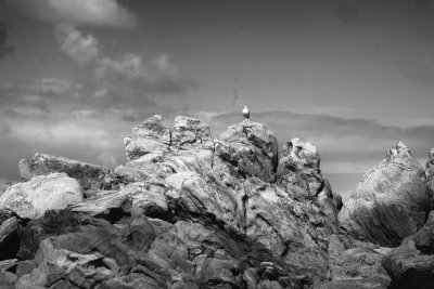 Petrel Cove
