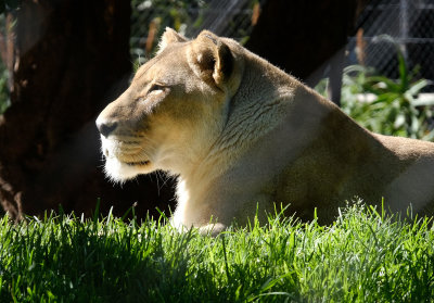 lioness