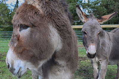 Donkeys on Mornington peninsula