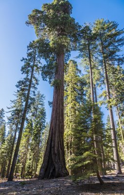 The Majestic Sequoia -N 