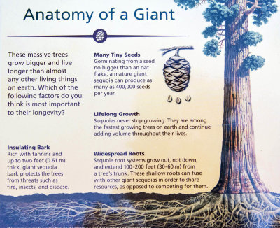 Anatomy of a Giant