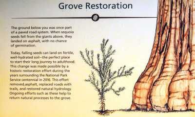 Grove Restoration