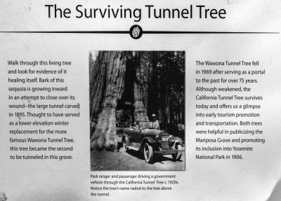 Tunnel Tree History