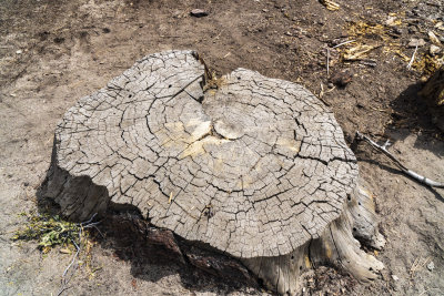 A Stump Tells  the Dead Tree History