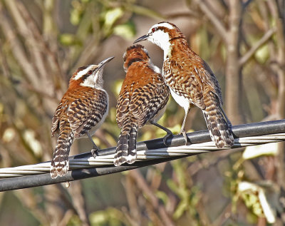 Roufous-naped Wrens, Hotel Robledal