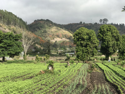 Herb fields in Ujarras Valley