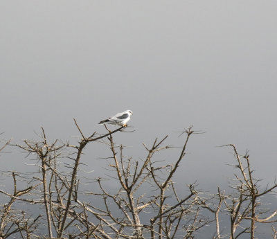 White-tailed Kite, Ujarras Valley