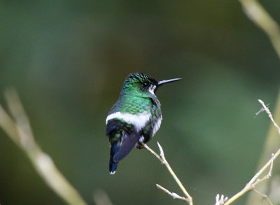 Green Thorntail, Quelitales Lodge