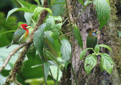 Red-headed Barbet, Male and Female