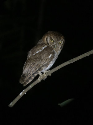Tropical Screech Owl, Talari Mountain Lodge