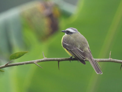 Social Flycatcher, Bosque del Tolomuco