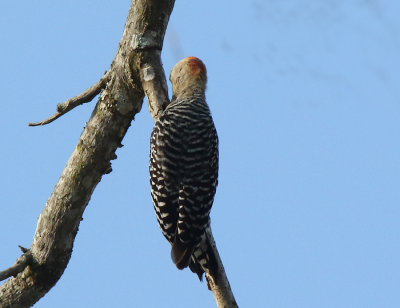 Red-crowned Woodpecker,Bosque del Tolomuco B & B