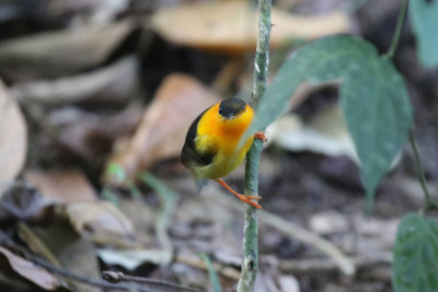 Orange-collared Manakin, Corcovado National Park