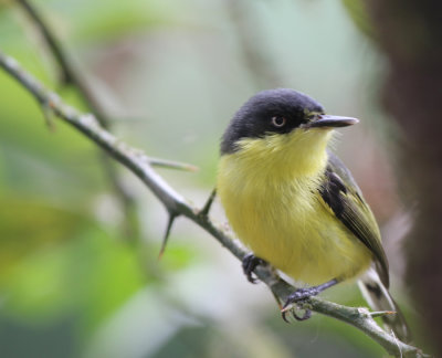 Common Tody-Flycatcher, Corcovado National Park