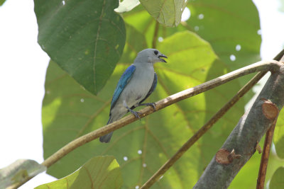 Blue-gray Tanager, Yejos B & B, Corcovado National Forest